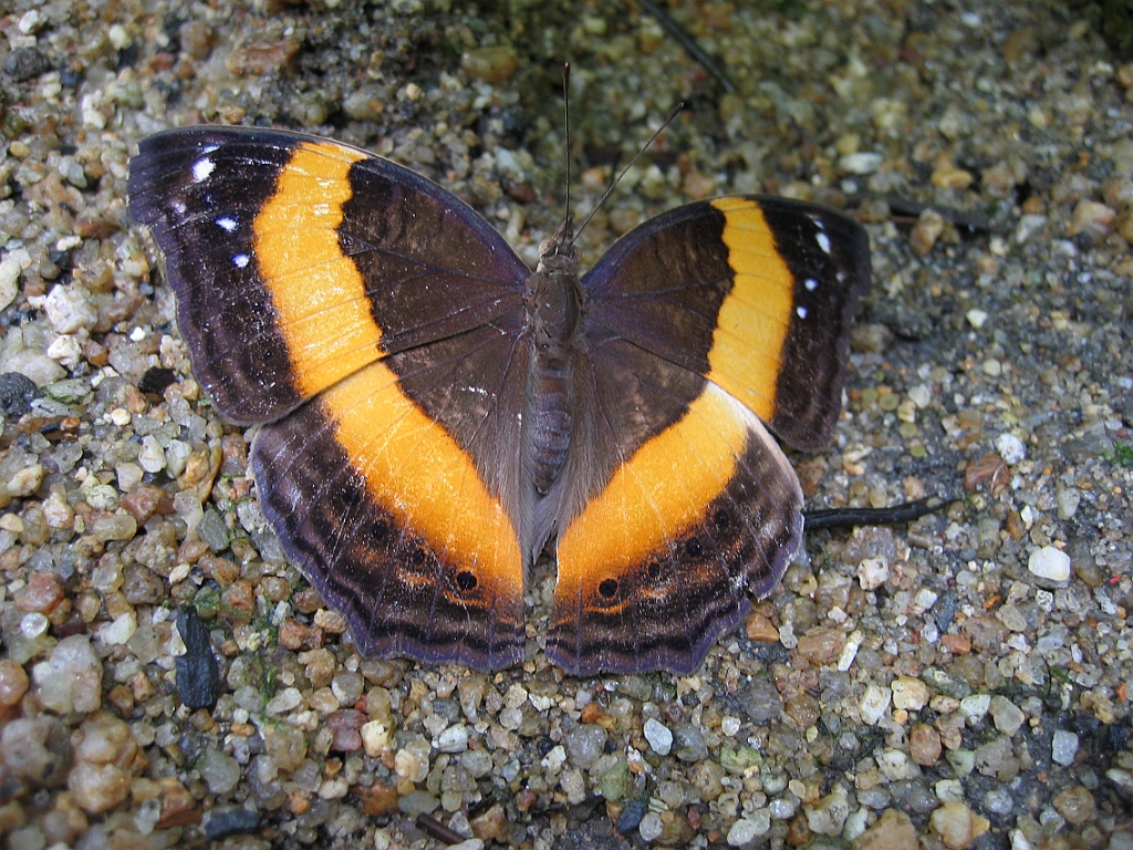 059 Kuranda Butterfly Sanctuary.jpg